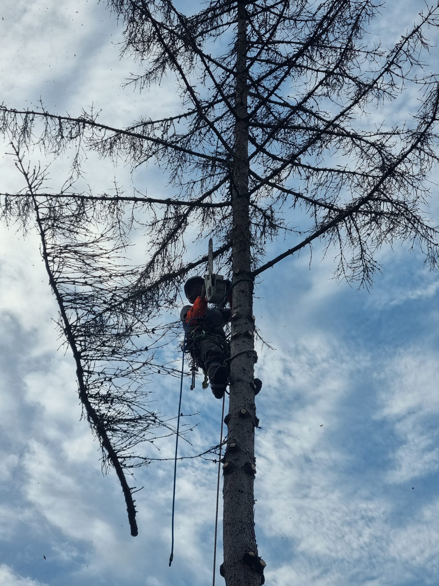 Elagage Abattage arbre