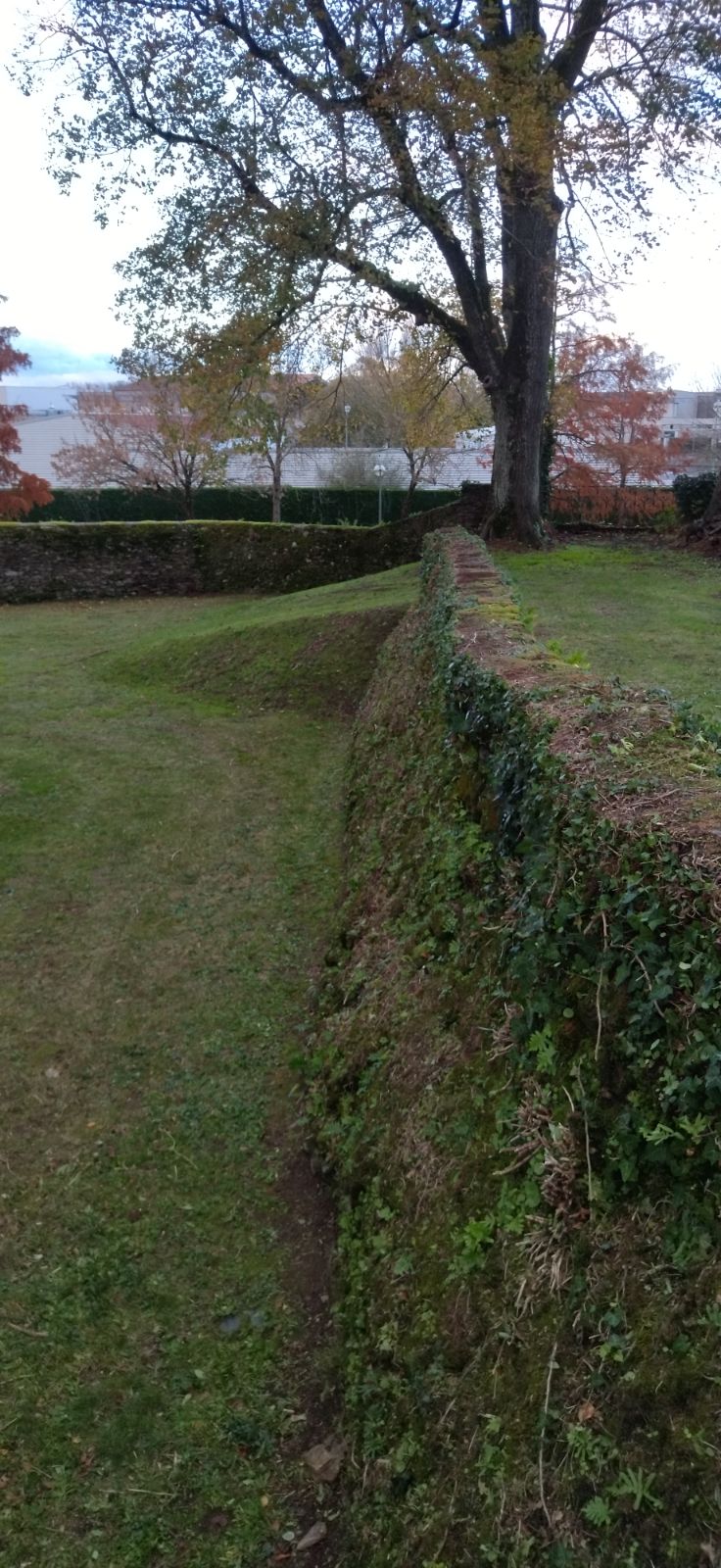 Tonte et Taille Tonte entretien de jardin Réduction du lierre sur muret