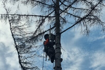 Elagage Abattage arbre