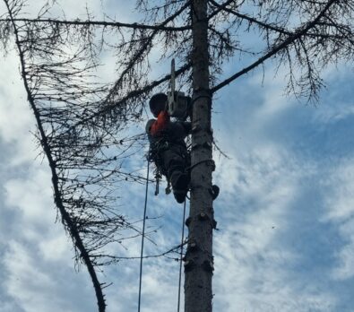 Abattage arbre